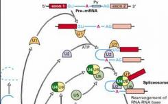 RNA剪接突變?cè)谶z傳變異和疾病中起主要作用