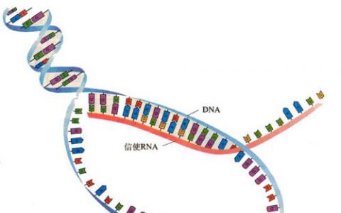 研究人員公布了新的 詳細(xì)的DNA轉(zhuǎn)錄圖像