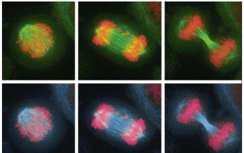 團(tuán)隊研究染色體錯誤分離
