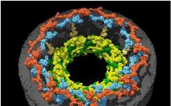 科學(xué)家們揭示了核孔內(nèi)環(huán)的結(jié)構(gòu)