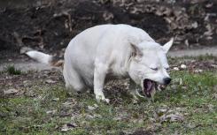 表面突變讓犬細小病毒跳到其他物種