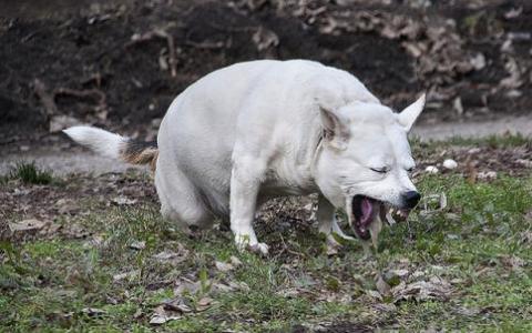 表面突變讓犬細小病毒跳到其他物種