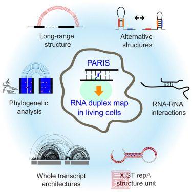 科學(xué)家們發(fā)表了人類核的第一個(gè)RNA相互作用組