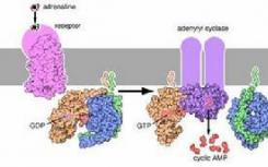 打開和關(guān)閉特定G蛋白偶聯(lián)的信號傳導(dǎo)途徑