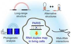 科學(xué)家們發(fā)表了人類核的第一個(gè)RNA相互作用組