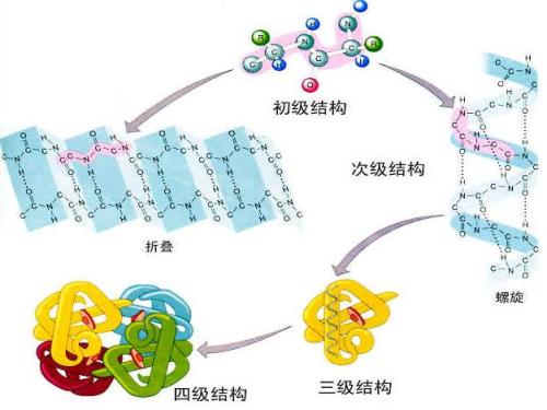 令人驚訝的改造將普通蛋白質(zhì)變成磁性雕刻家