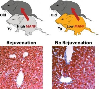 MANF被確定為parabiosis的恢復(fù)活力因素