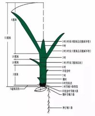 葉齡決定了植物應(yīng)激反應(yīng)的分工