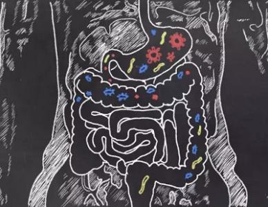 科學(xué)家開(kāi)發(fā)了用于分析腸道細(xì)菌的有力方法