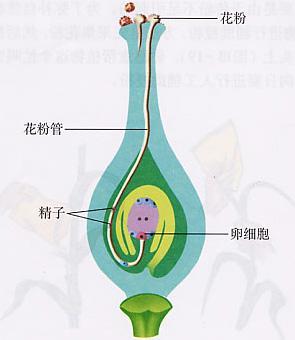 解開(kāi)未知受體和植物受精機(jī)制