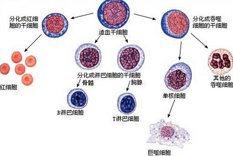 將多能干細(xì)胞改變?yōu)榉只?xì)胞