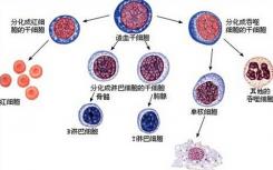 將多能干細(xì)胞改變?yōu)榉只?xì)胞