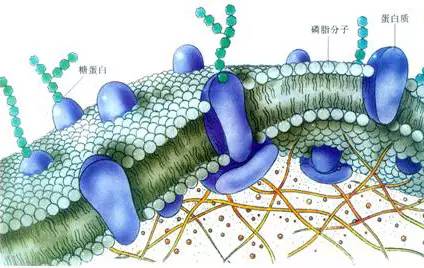 新的抗生物膜化合物顯示出對抗與醫(yī)院感染相關(guān)的耐藥細菌的前景