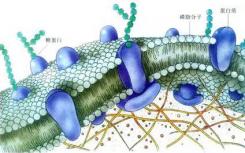 新的抗生物膜化合物顯示出對(duì)抗與醫(yī)院感染相關(guān)的耐藥細(xì)菌的前景