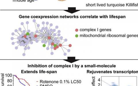 短命的殺戮揭示了基因表達(dá)與長(zhǎng)壽之間的聯(lián)系