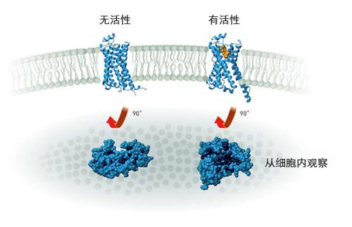 功能生物羅盤與光受體蛋白相連