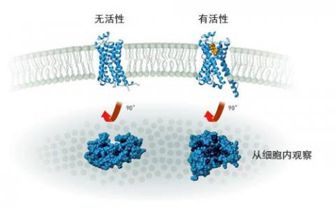 功能生物羅盤與光受體蛋白相連