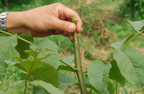 嫁接植物的基因組可以相互溝通