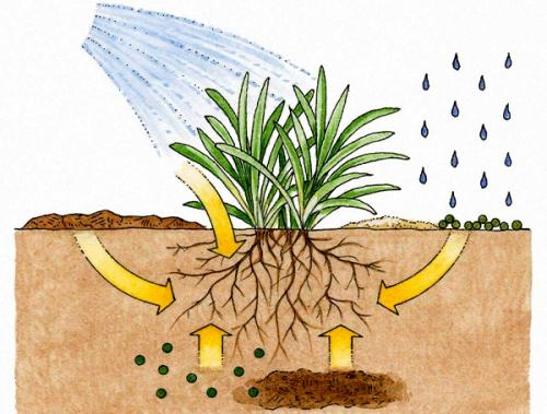 研究人員發(fā)現(xiàn)了控制植物根系發(fā)育的新機(jī)制