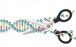 基因編輯正在進行中 但清除方式是否安全