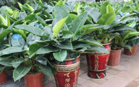 消費(fèi)者對(duì)觀葉植物屬性的偏好