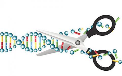 基因編輯正在進行中 但清除方式是否安全