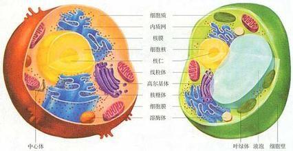 研究人員發(fā)現(xiàn)細胞器膜的巨大毛孔