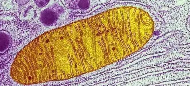 一種多工具折刀處理核糖體RNA