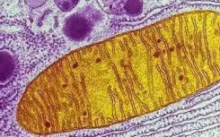 一種多工具折刀處理核糖體RNA