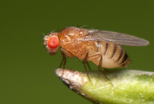 鑒定了果蠅生物鐘中涉及大腦溫度夾帶的蛋白質(zhì)