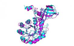 對蛋白質(zhì)結(jié)構(gòu)的新見解可能會改變生物醫(yī)學(xué)的未來