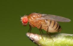 鑒定了果蠅生物鐘中涉及大腦溫度夾帶的蛋白質(zhì)