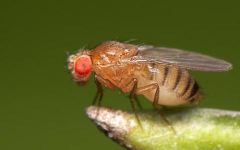 鑒定了果蠅生物鐘中涉及大腦溫度夾帶的蛋白質(zhì)