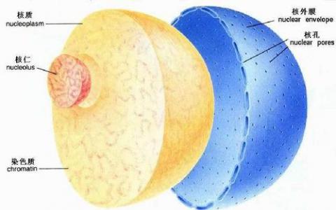 科學(xué)家第一次看到細(xì)胞核的雙層支架