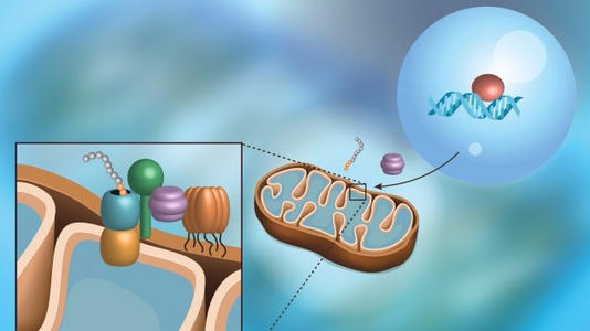 研究人員揭示了線粒體中蛋白質(zhì)轉(zhuǎn)運的機制