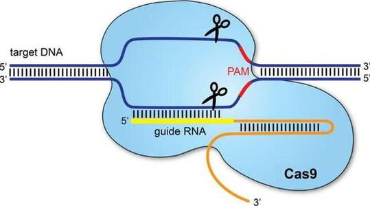 CRISPR-Cas9抑制劑在宏基因組學(xué)研究中發(fā)現(xiàn)