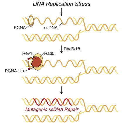 由應(yīng)激細(xì)胞中的錯(cuò)誤  易位酶復(fù)制的無錯(cuò)誤DNA