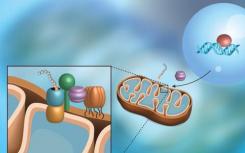研究人員揭示了線粒體中蛋白質(zhì)轉(zhuǎn)運(yùn)的機(jī)制