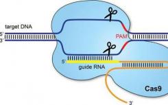 CRISPR-Cas9抑制劑在宏基因組學(xué)研究中發(fā)現(xiàn)