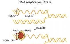 由應(yīng)激細(xì)胞中的錯(cuò)誤  易位酶復(fù)制的無錯(cuò)誤DNA