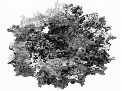 在簡單的細菌中科學家發(fā)現(xiàn)了復雜免疫的新證據(jù)