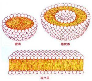 一種研究脂質(zhì)生物學(xué)的綜合方法