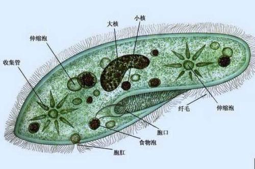 科學家為DNA靶向設(shè)計了新的CRISPR平臺