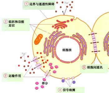 團隊使用合成生物學來闡明細胞功能的復雜性