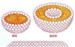 一種研究脂質(zhì)生物學(xué)的綜合方法