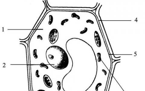 細(xì)胞使用數(shù)學(xué)上最優(yōu)的策略找到它們的身份