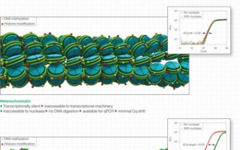 控制染色體 異染色質(zhì)的新作用