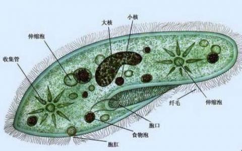 科學(xué)家為DNA靶向設(shè)計了新的CRISPR平臺