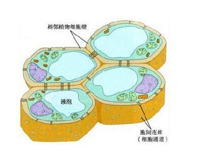 植物如何調(diào)節(jié)細(xì)胞壁中的糖沉積