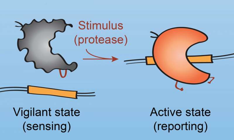 給Cas9一個on開關(guān) 以更好地控制CRISPR基因編輯